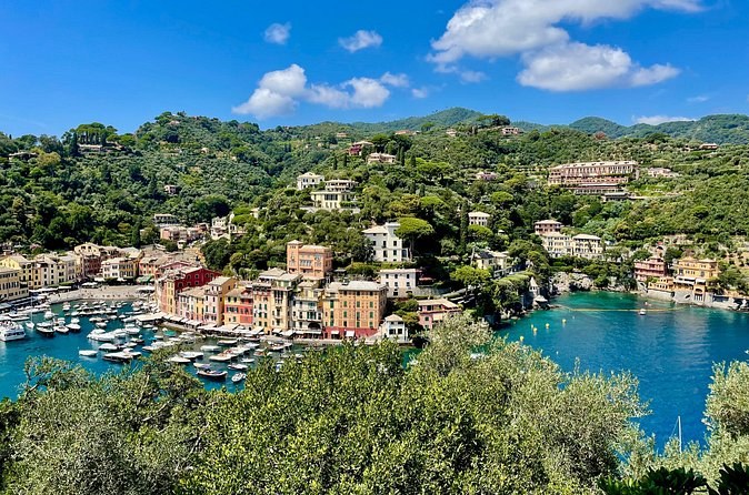 Rooftops and a small harbour full of boats, seen from the wooded hill above